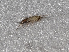 Ctenolepisma lineatum