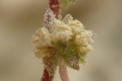 Extriplex californica