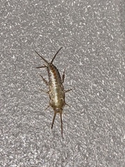 Ctenolepisma lineatum