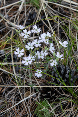 Silene linnaeana