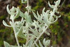 Extriplex californica