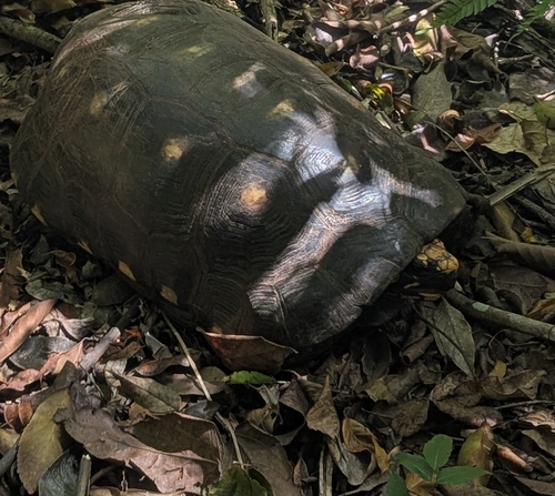 Red-footed Tortoise