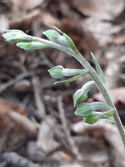 Epipactis microphylla