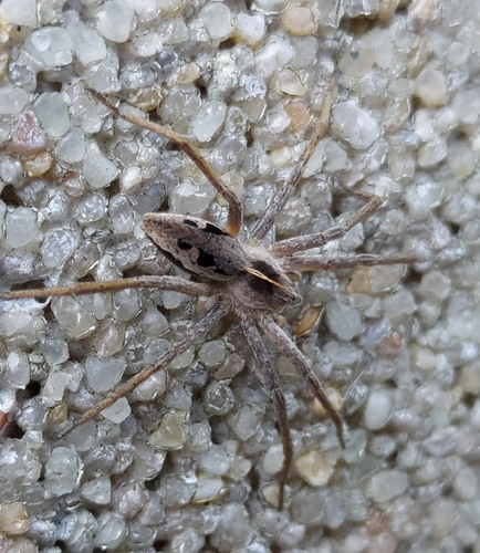 European Nursery Web spider