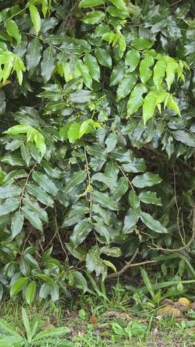 Casearia sylvestris observed 2026-10-03