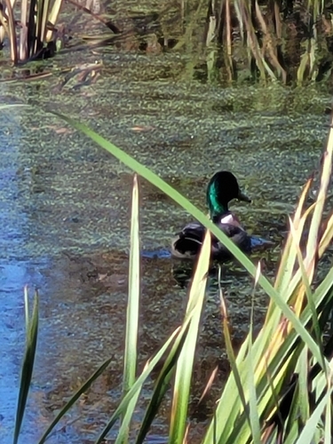 Mallard