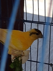 Serinus