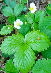 Fragaria vesca