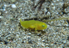 Lubricogobius exiguus