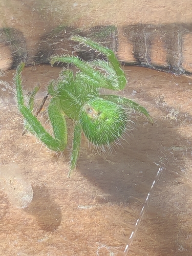 Heriaeus hirtus