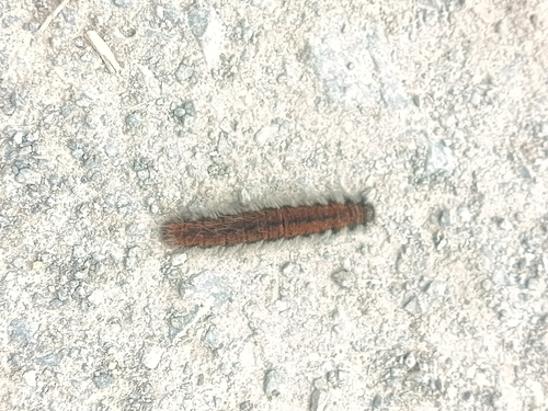 Fox Moth