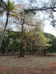 Tabebuia heterophylla