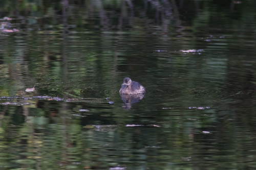 Little Grebe