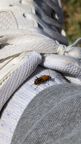 Goldenrod Soldier Beetle