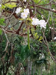 Tabebuia heterophylla