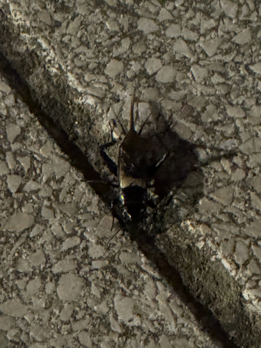 Southern Field Cricket