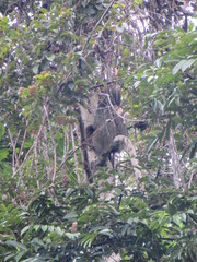 Choloepus didactylus