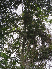 Choloepus didactylus