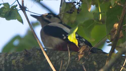 Great Spotted Woodpecker