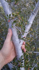 Cercocarpus ledifolius intermontanus