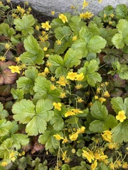 Waldsteinia