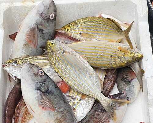 Salema Porgy