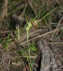 Pterostylis grandiflora
