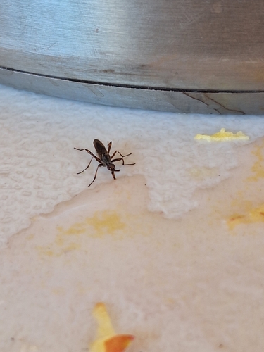 Longhorn Cactus Fly