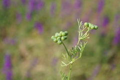 Bifora testiculata