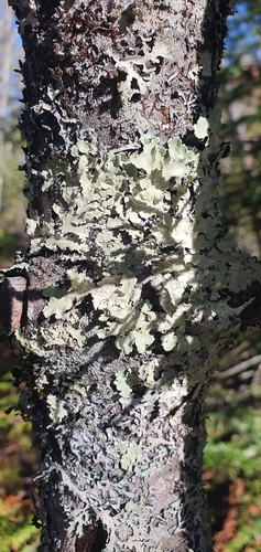 common greenshield lichen