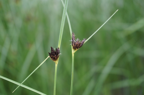 Bolboschoenus maritimus ssp. maritimus