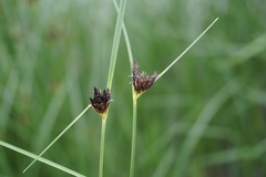 Bolboschoenus maritimus maritimus
