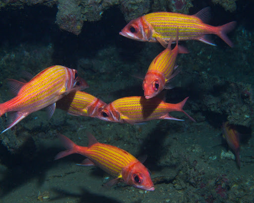 Goldlined squirrelfish (Neoniphon aurolineatus) — Holocentridae
