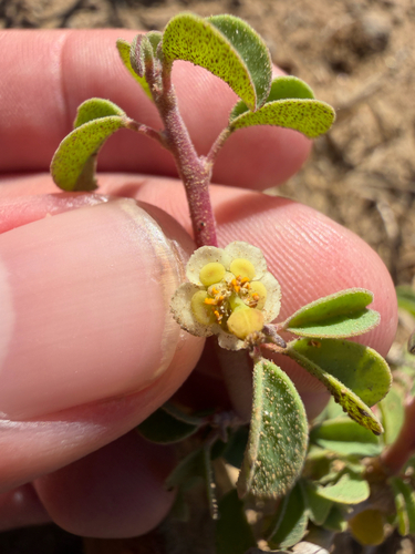 Euphorbia misera, 2026-10-03