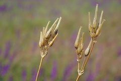 Cerastium perfoliatum