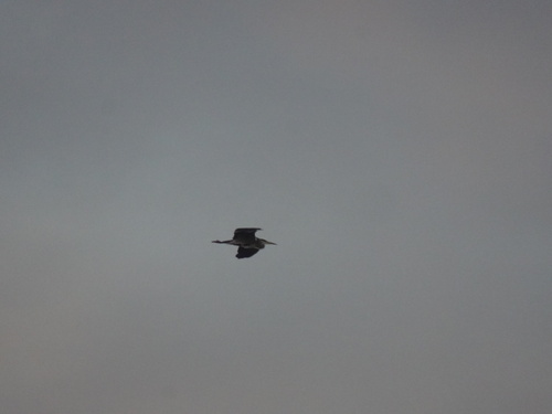 Grey Heron