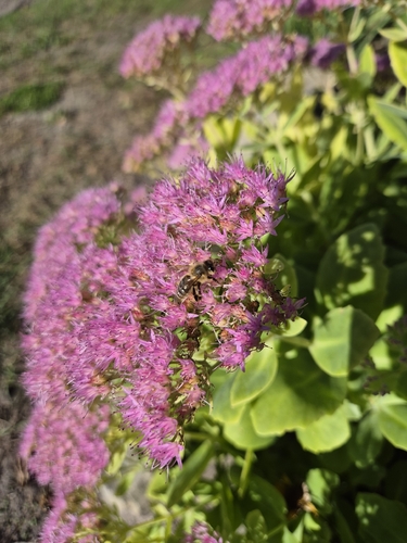 Western Honey Bee