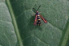 Synanthedon decipiens