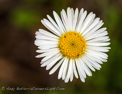 Erigeron flagellaris