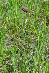 Fritillaria meleagroides