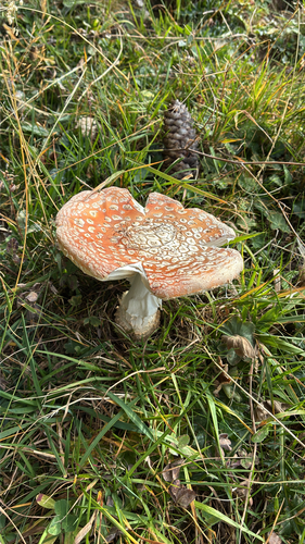 Fly Agaric