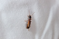 Leptotrachelus dorsalis