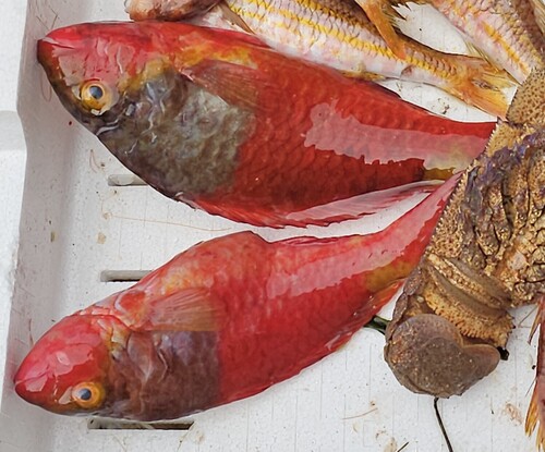 European Parrotfish