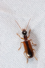 Leptotrachelus dorsalis
