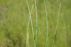 Pholiurus pannonicus