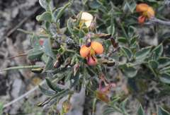 Daviesia arenaria