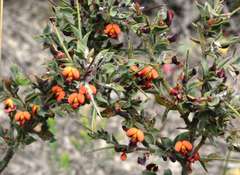Daviesia arenaria