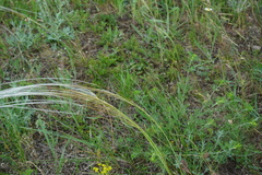 Stipa tirsa