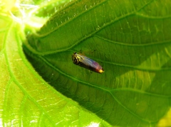 Dilobopterus costalimai