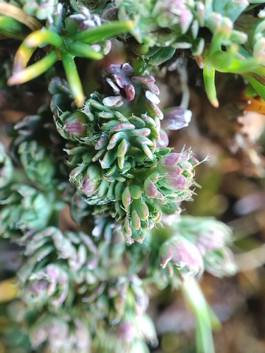 Alchemilla mandoniana (Alchemilla mandoniana)